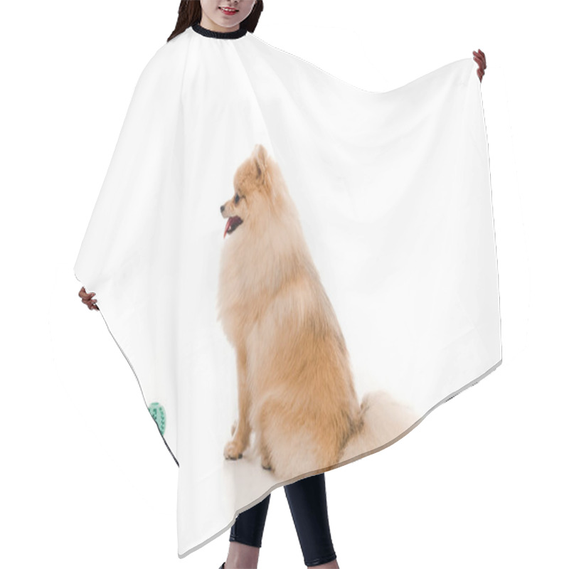 Personality  Cute Pomeranian Spitz Dog With Ball On White Hair Cutting Cape