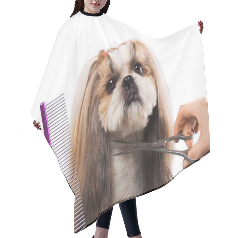 Personality  Beautiful Shih-tzu Dog At The Groomer's Hands With Comb. Hair Cutting Cape