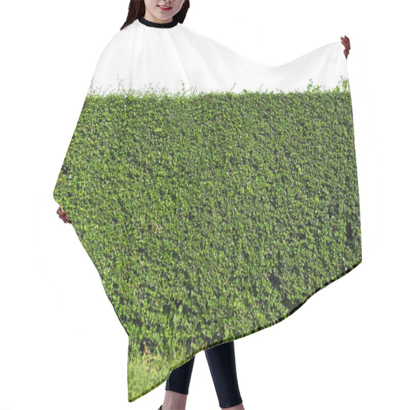 Personality  Green Tree Wall Fence With Concrete Floor Isolated On White Background For Park Or Garden Decorative. Hair Cutting Cape