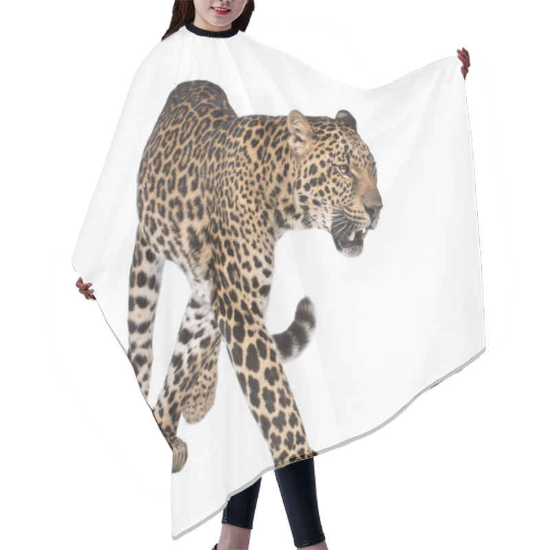 Personality  Portrait Of Leopard, Panthera Pardus, Walking, Studio Shot Hair Cutting Cape