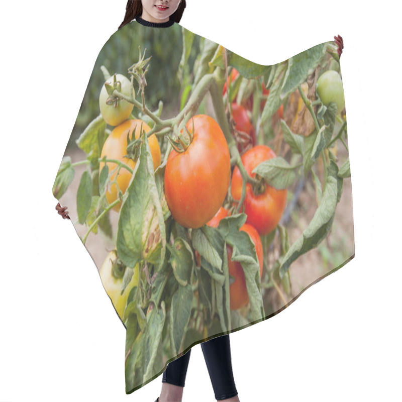 Personality  Fresh Organic Tomatoes Growing In Garden, Cultivated Non GMO Vegetable  Hair Cutting Cape