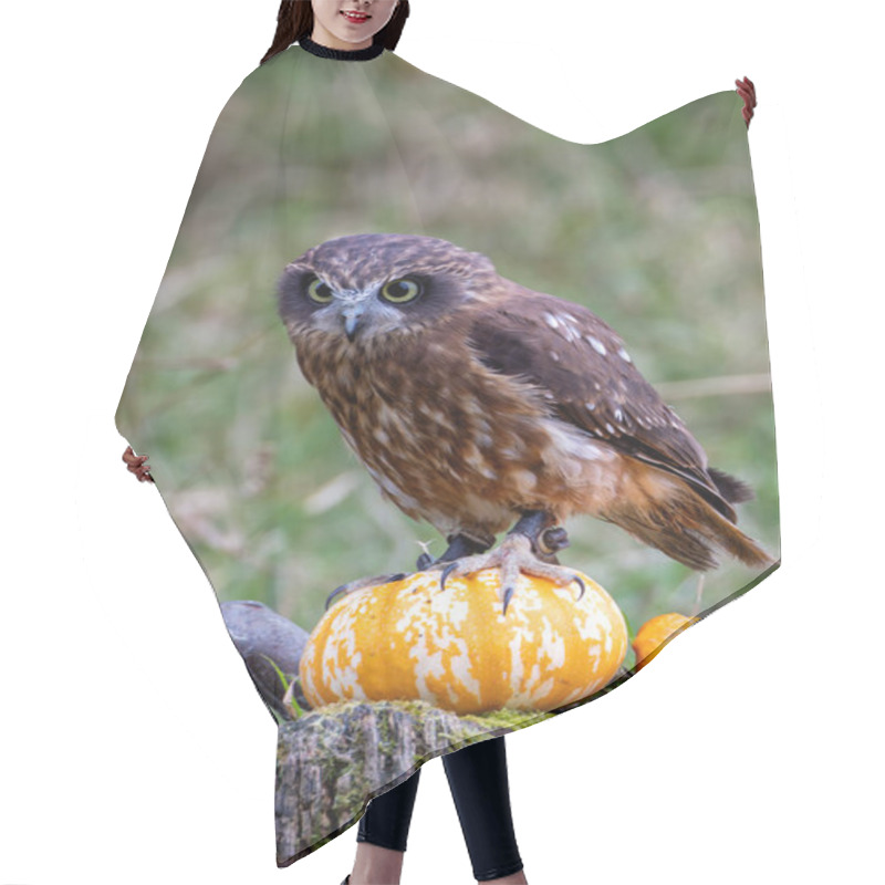 Personality  The Morepork Owl Eats Insects, Small Mammals, And Birds. Photo Taken In New Zealand Forest Habitat.  Hair Cutting Cape