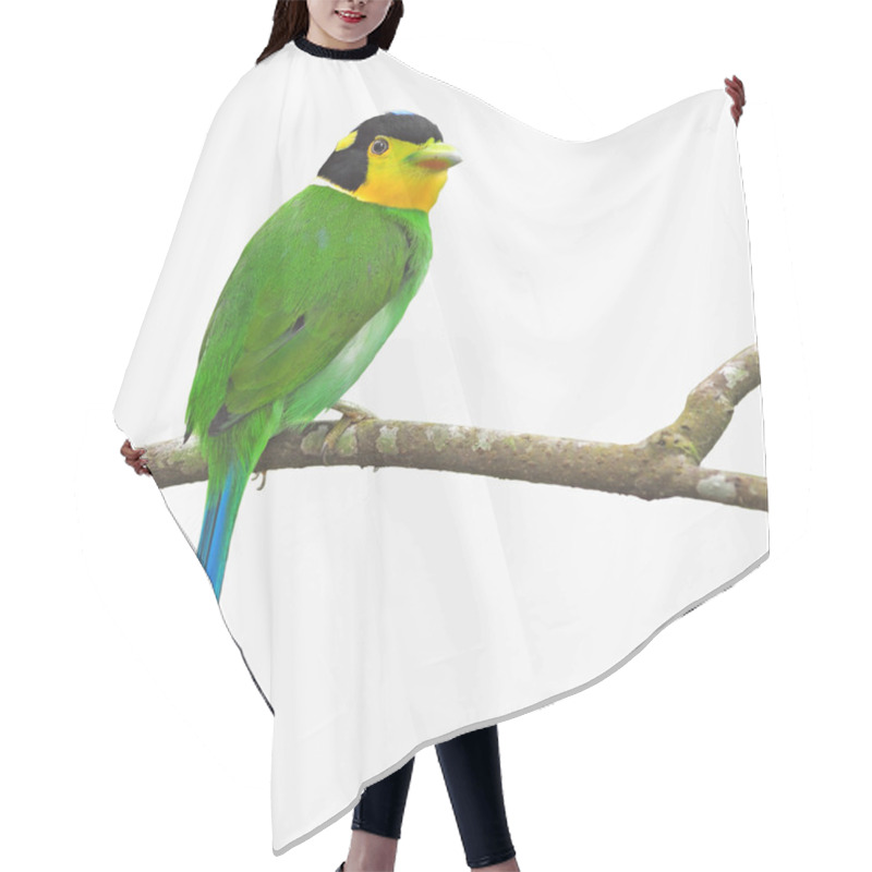 Personality  Long-tailed Broadbill Bird Hair Cutting Cape