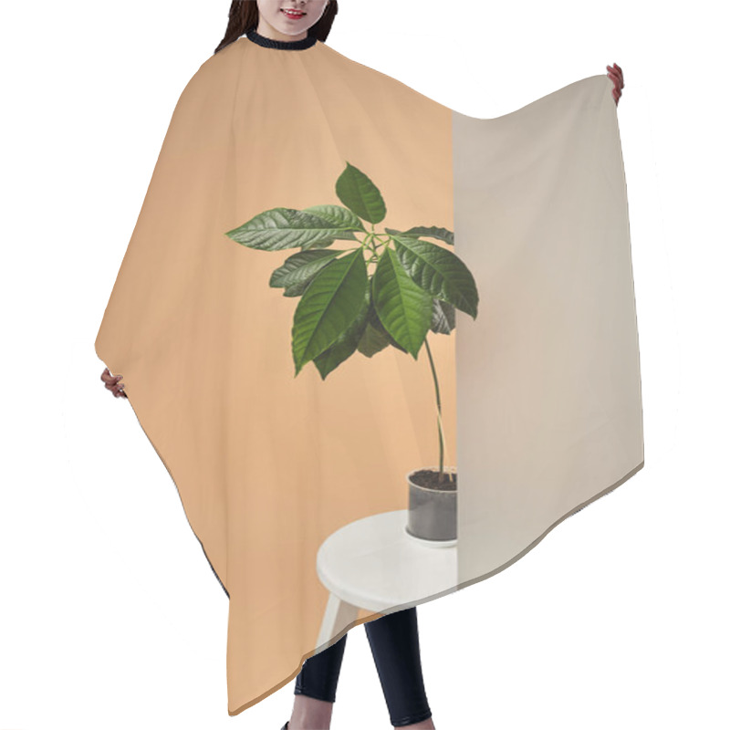 Personality  Avocado Tree In Pot On White Bar Stool Behind Matt Glass On Beige Hair Cutting Cape