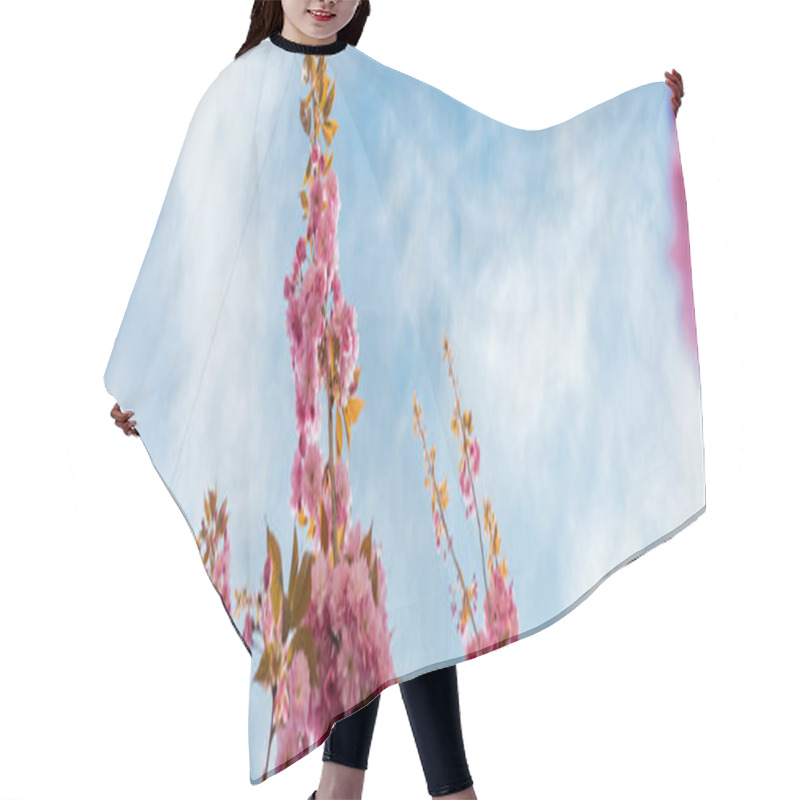 Personality  Bottom View Of Pink Flowers On Branches Of Sakura Tree, Banner Hair Cutting Cape