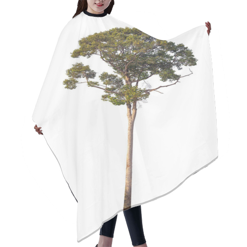 Personality  The Dipterocarpus Alatus Roxb Tree Isolate On White Background, High Resolution Image 45MP Hair Cutting Cape