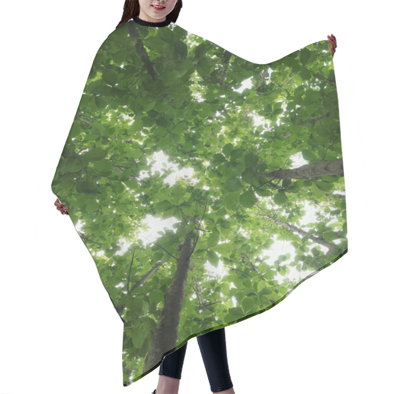 Personality  Illustration From Under The Lush Leaves And Branches Of A Tree Hair Cutting Cape