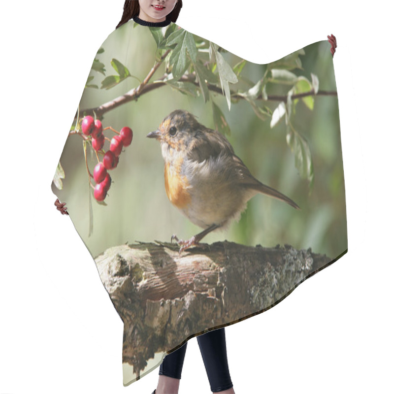 Personality  Young Robin Hair Cutting Cape