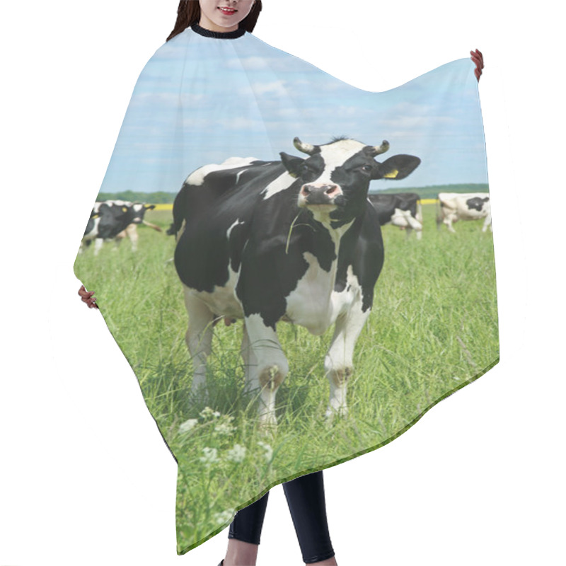 Personality  Cows On Green Grass Pasture Hair Cutting Cape