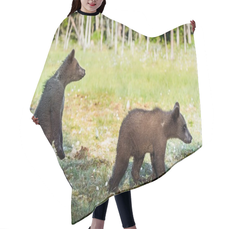 Personality  Cubs Of Brown Bear Hair Cutting Cape