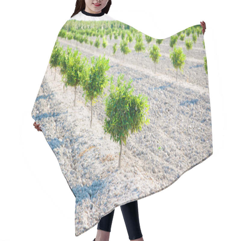 Personality  Baby Orange Tree Field In A Row Hair Cutting Cape