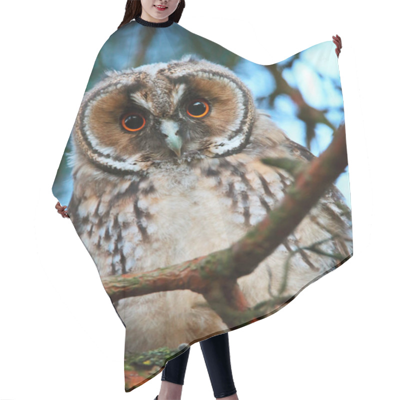 Personality  Owlet Of Long Eared Owl Hair Cutting Cape