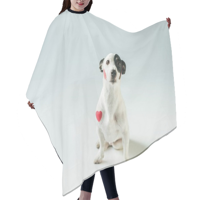 Personality  Cute Jack Russell Terrier Dog In Red Hearts, On White Hair Cutting Cape