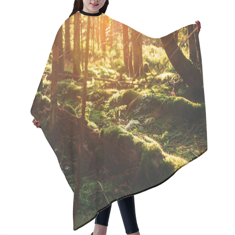 Personality  Beautiful Dense Forest In Landscape Mountains. Light Running Through Fir Forest At Dawn Or Sunrise. Lifestyle Wanderlust Adventure And Travel Hair Cutting Cape