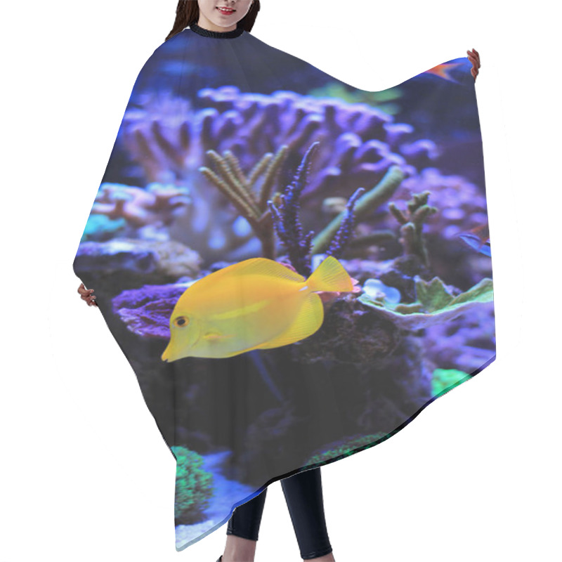 Personality  Yellow Tang Swim With Other Fishes In Aquarium Hair Cutting Cape