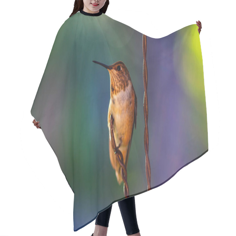 Personality  Rufous Hummingbird Hair Cutting Cape