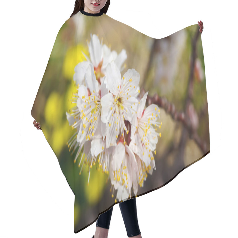 Personality  Cherry Tree, White Cherry Blossoms In Nobeoka Miyazaki Japan Hair Cutting Cape