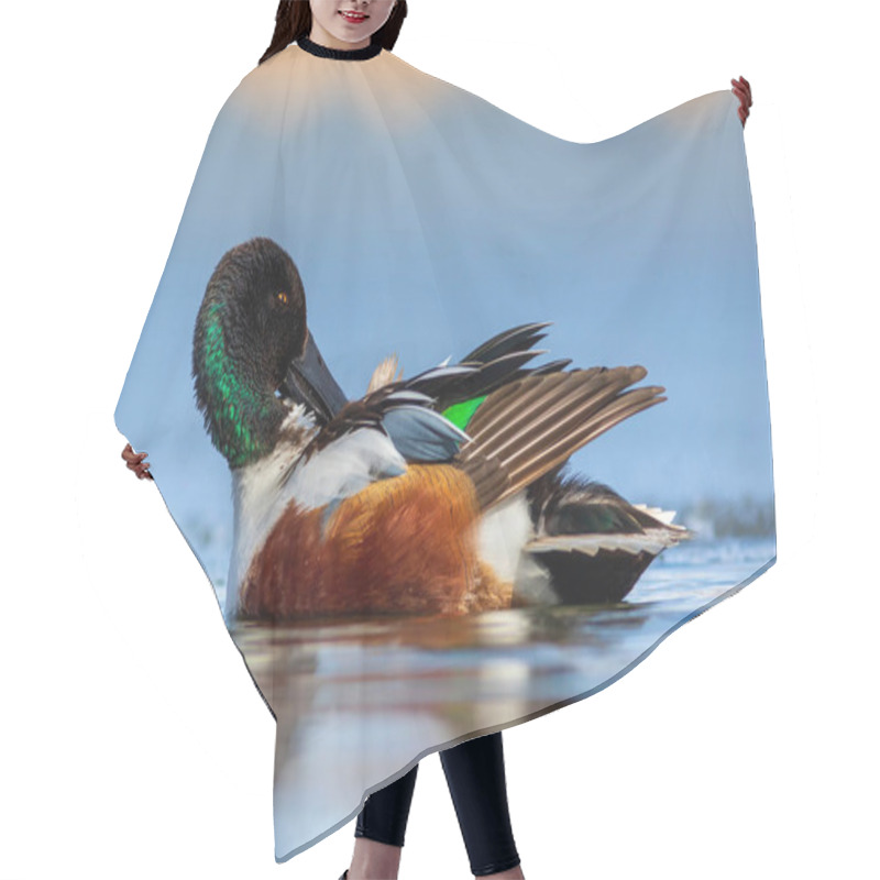 Personality  Swimming Duck. Blue Water Background. Duck; Northern Shoveler. (Spatula Clypeata) Hair Cutting Cape