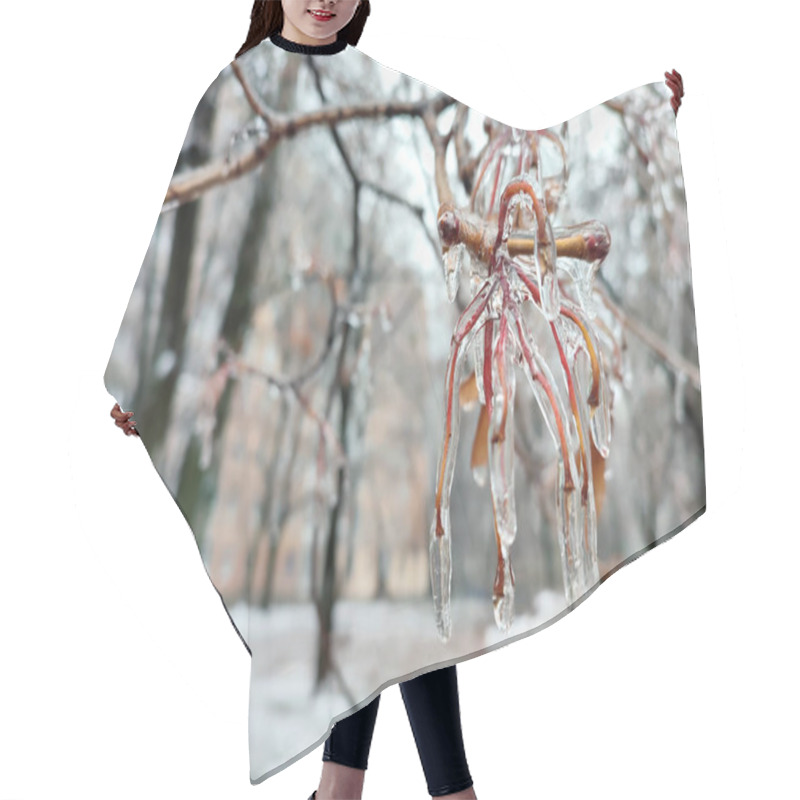 Personality  Branches Of Bush Covered With Ice After Rain In Frost In Winter Close-up. Frozen Plants. After Icy Rain. Freezing Rain. Frozen Raindrops, Cold, Ice, Icy, Frosty. Natural Phenomenon. Natural Background Hair Cutting Cape