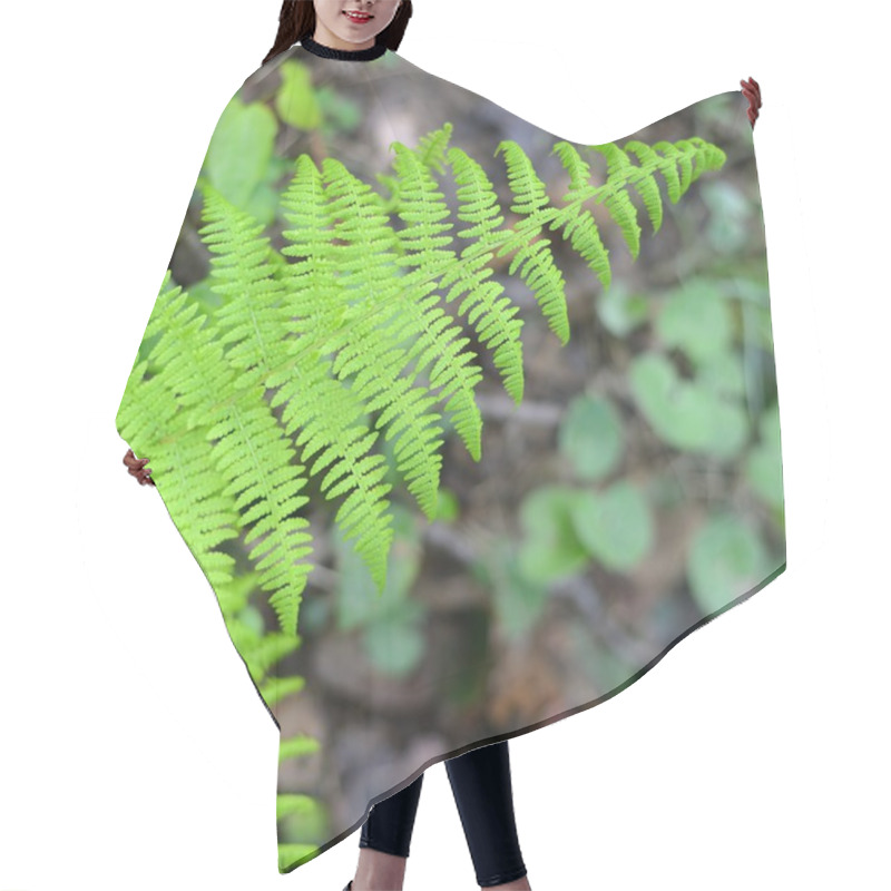 Personality  New Sping Fern Close-up In The Forest Hair Cutting Cape