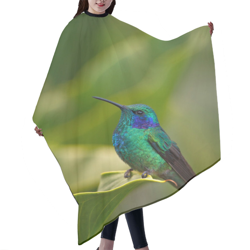 Personality  Hummingbird Green Violet-ear Hair Cutting Cape