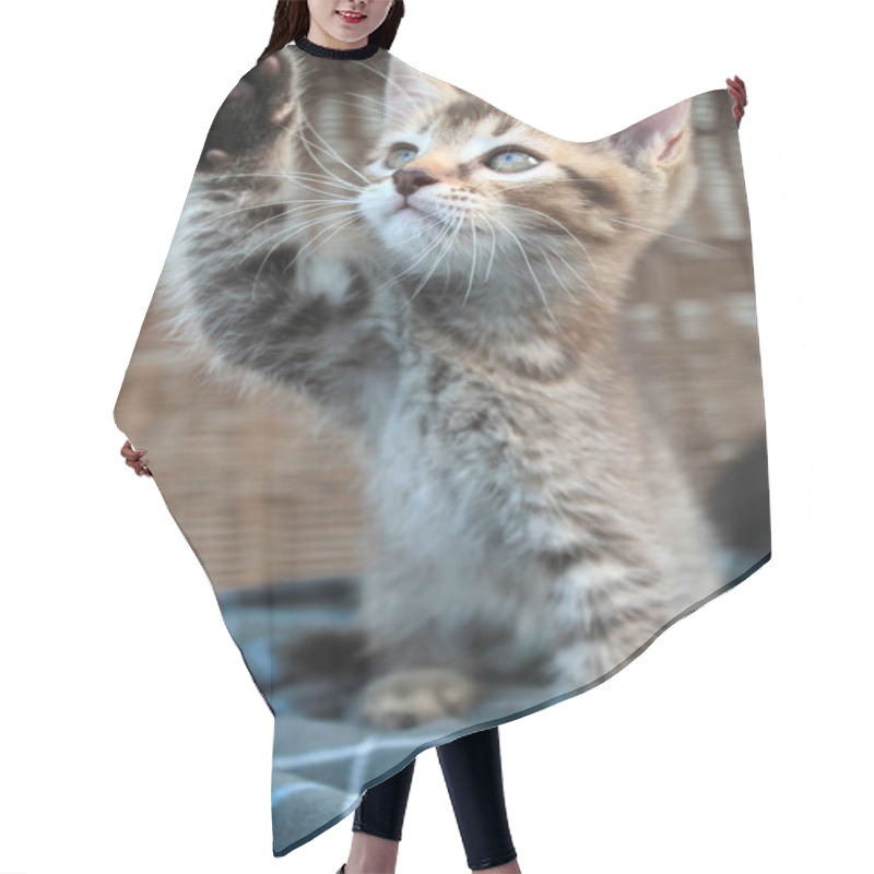 Personality  Touching Little Grey Kitten, British Cat Feline Young Hair Cutting Cape