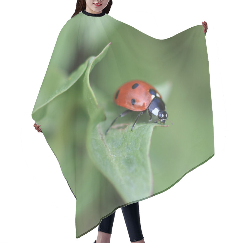 Personality  Ladybug On A Leaf Hair Cutting Cape