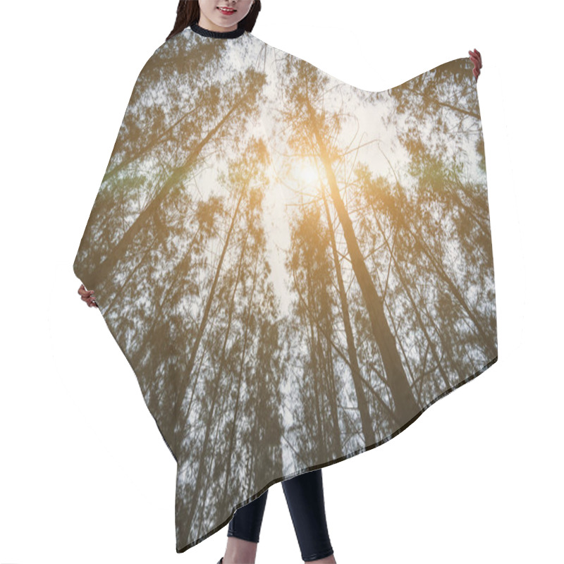 Personality  Pine Woods And Sun Ray. Nature And Forest Concept. Travel And Vacation Theme. Trekking And Adventure Theme. Uprising Angle View. Hair Cutting Cape