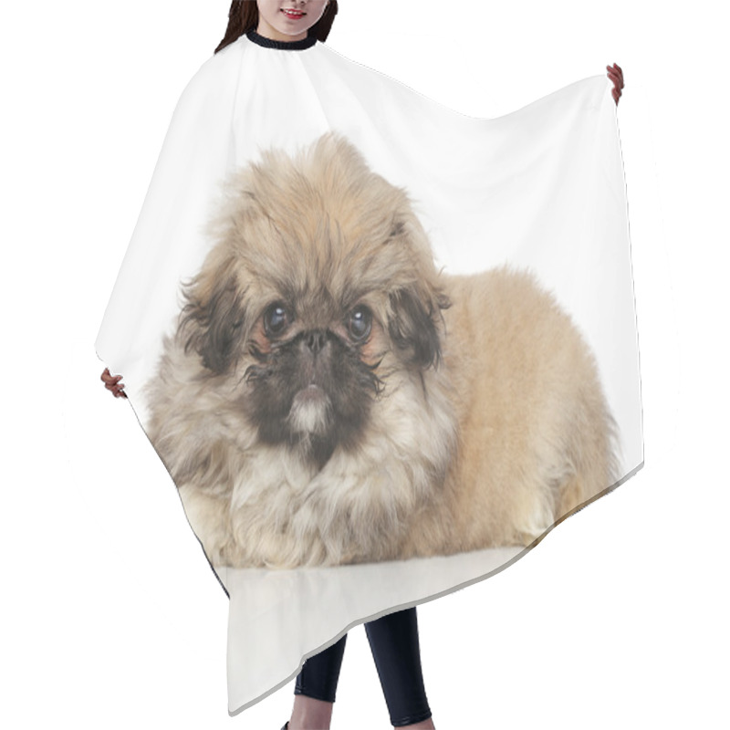 Personality  Pekingese Funny Puppy Hair Cutting Cape