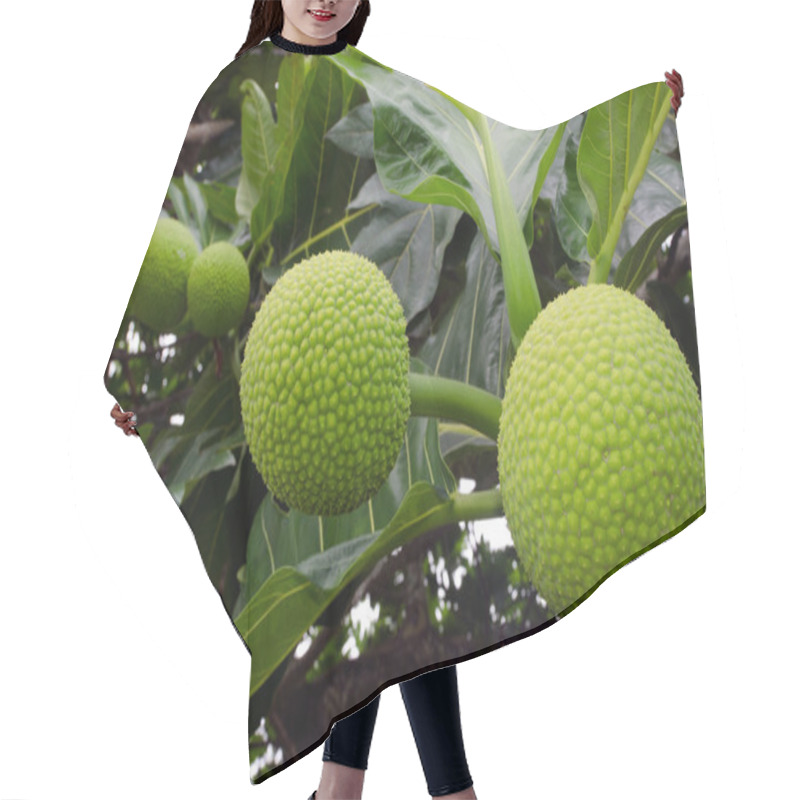 Personality  Breadfruit Tree Hair Cutting Cape