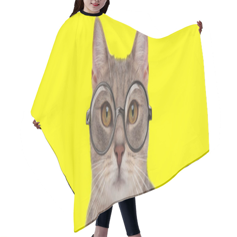 Personality  Adorable Domestic Kitten Wearing Glasses On Yellow Background Hair Cutting Cape