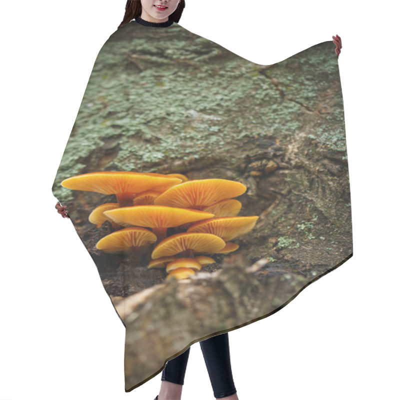 Personality  Small Yellow Mushrooms On A Tree Bark In Autumn Hair Cutting Cape