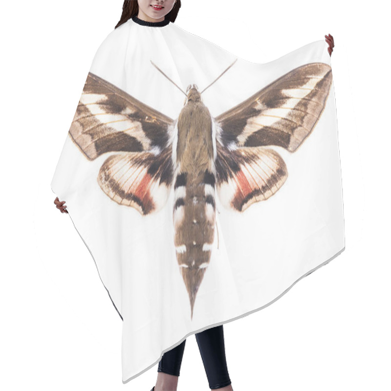 Personality  Bedstraw Hawk-moth Isolated On White Hair Cutting Cape