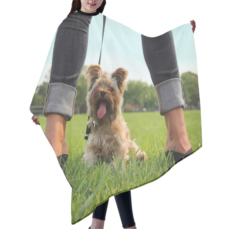 Personality  Yorkshire Terrier Between Female Legs Hair Cutting Cape