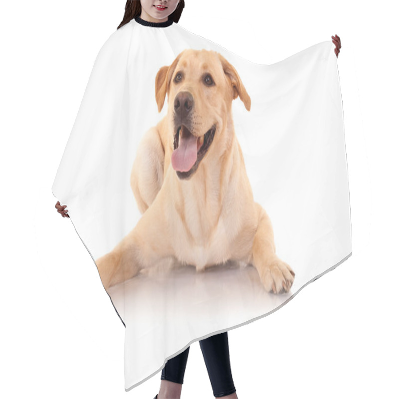 Personality  Happy Retriever Labrador Hair Cutting Cape