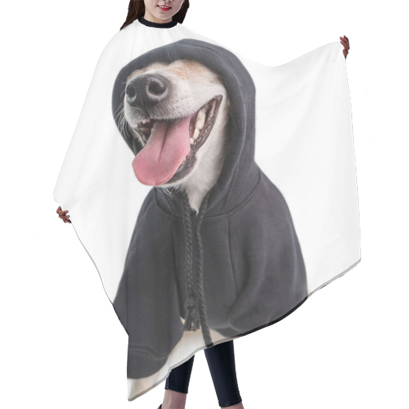 Personality  Smiling Funny Gangster Dog In Black Hoodie Jumper. White Background Hair Cutting Cape