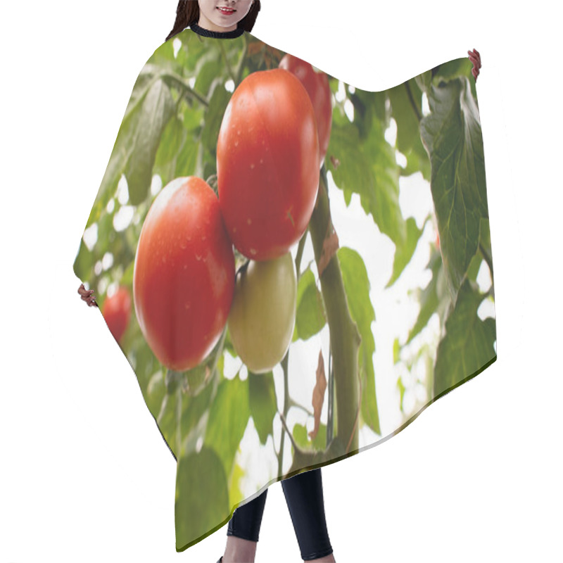 Personality  Tomatoes Growing In The Garden Hair Cutting Cape