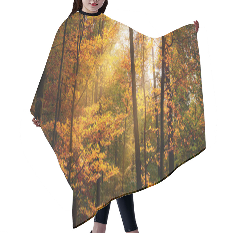 Personality  Nature Panorama With Rays Of Sunlight Illuminating Yellow Autumn Foliage Of Deciduous Trees In A Beautiful Forest Hair Cutting Cape