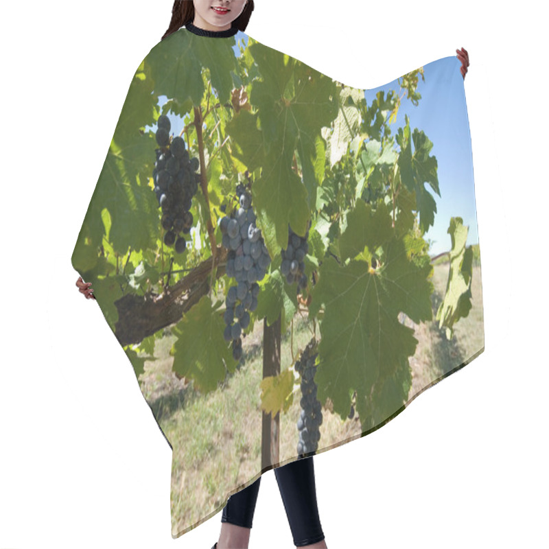 Personality  Grapevines Hair Cutting Cape