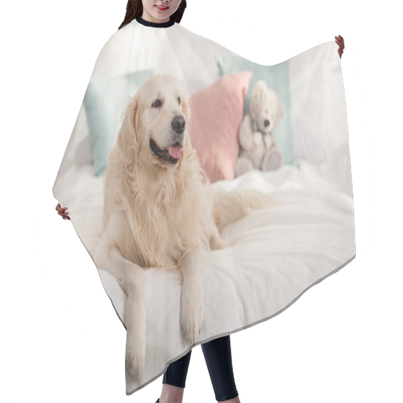 Personality  Cute Golden Retriever Dog Lying On Bed In Children Room Hair Cutting Cape