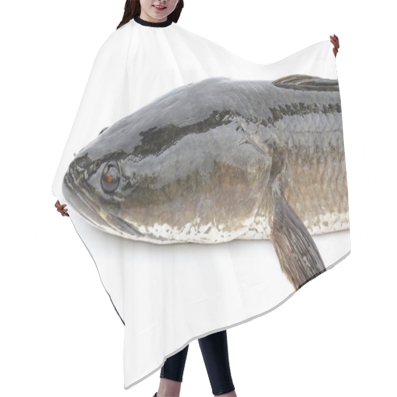 Personality  Image Of Striped Snakehead Fish Isolated On White Background,. A Hair Cutting Cape