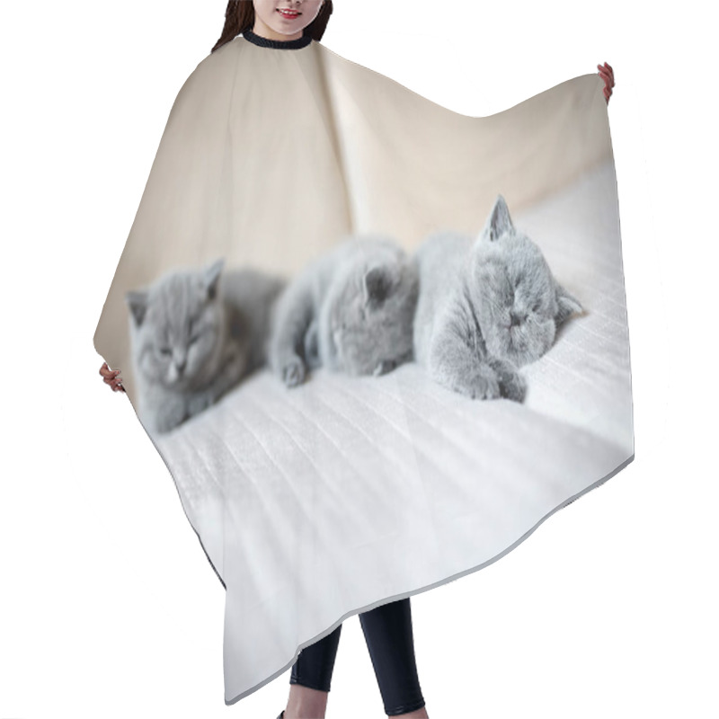 Personality  Cute Kittens Lying On Couch Hair Cutting Cape