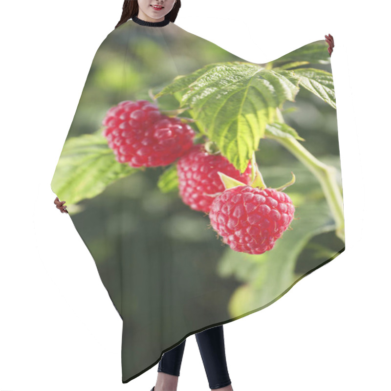 Personality  Red Raspberries Growing On Bush Outdoors, Closeup Hair Cutting Cape