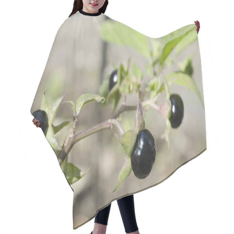 Personality  Detail Of Highly Toxic Belladonna Fruit Hair Cutting Cape