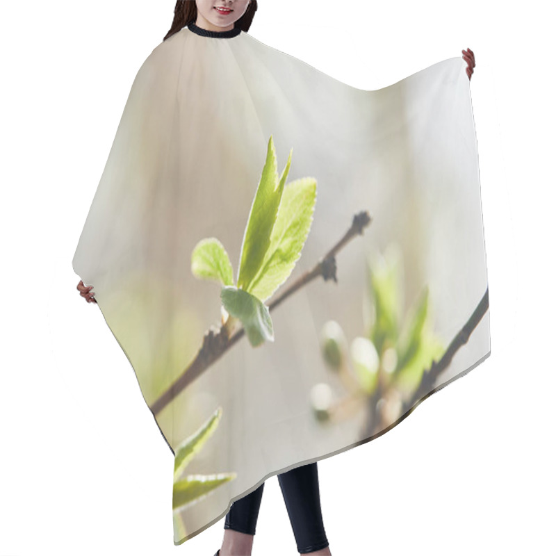 Personality  Selective Focus Of Tree Branches With Green Leaves In Sunshine Hair Cutting Cape