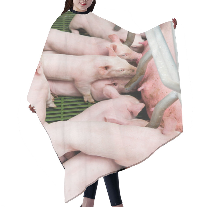 Personality  Momma Pig Feeding Baby Pigs Hair Cutting Cape