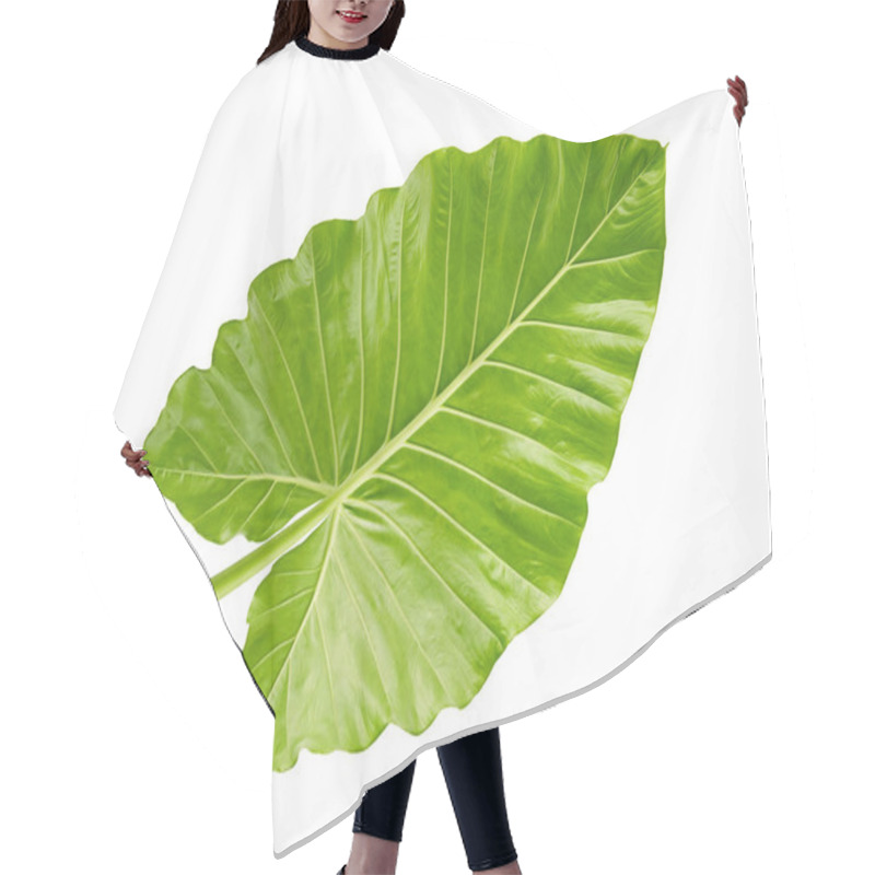 Personality  Alocasia Odora Foliage (Night-scented Lily Or Giant Upright Elephant Ear), Exotic Tropical Leaf, Isolated On White Background With Clipping Path Hair Cutting Cape