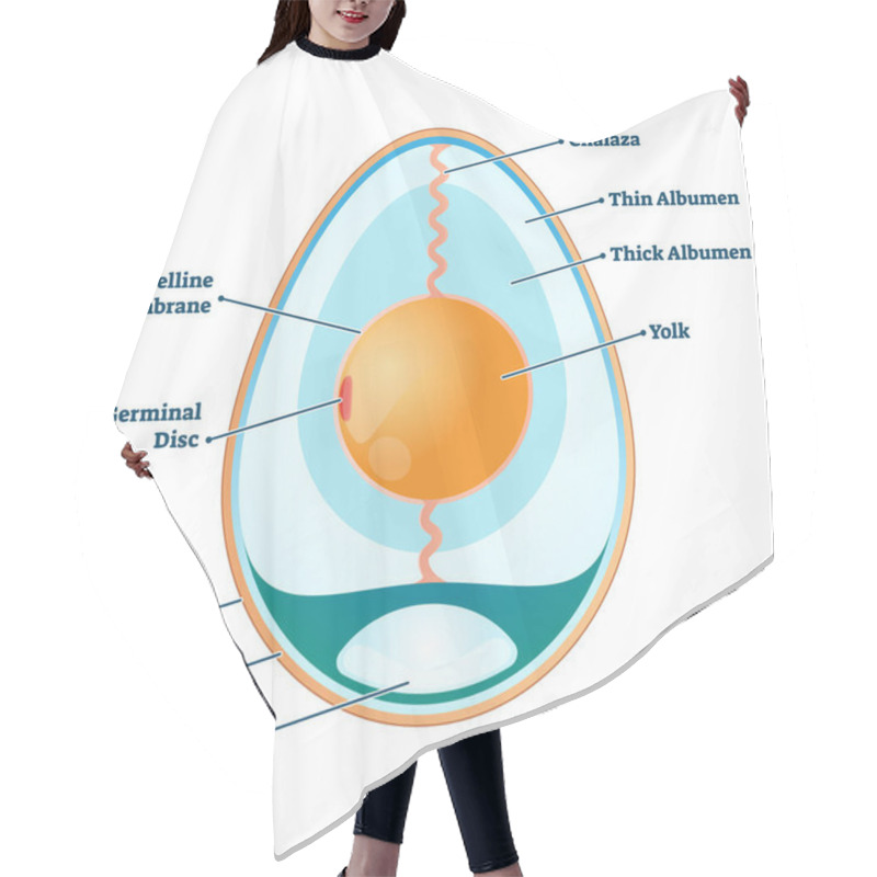 Personality  Egg Structure Vector Illustration. Labeled Educational Anatomy Info Scheme. Hair Cutting Cape