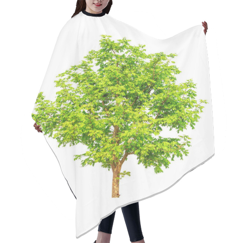 Personality  Big Tree Isolated On A White Background  Hair Cutting Cape