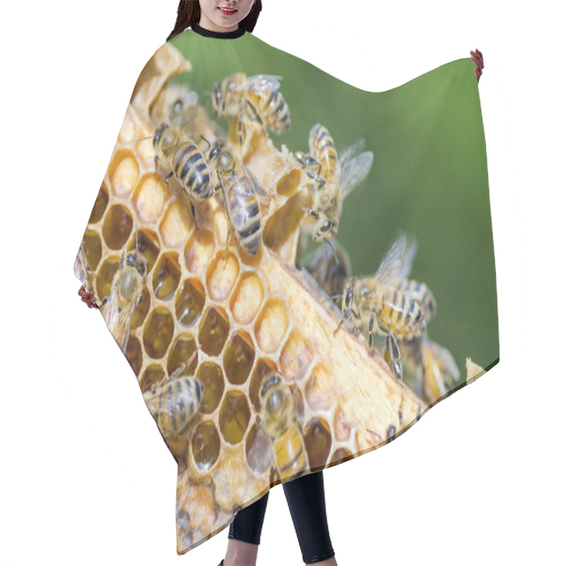 Personality  Bees On Honeycomb In Apiary In The Summertime Hair Cutting Cape